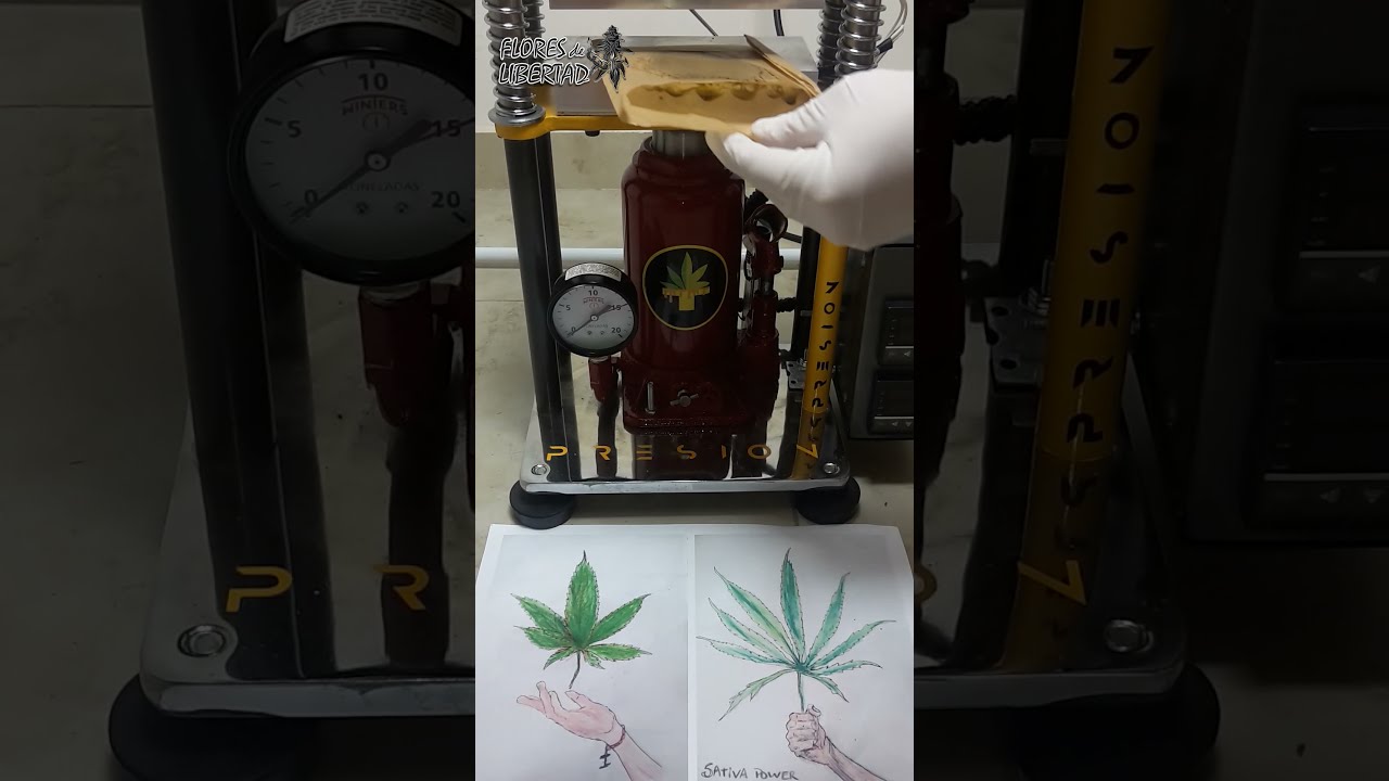Extracci&oacute;n de rosin