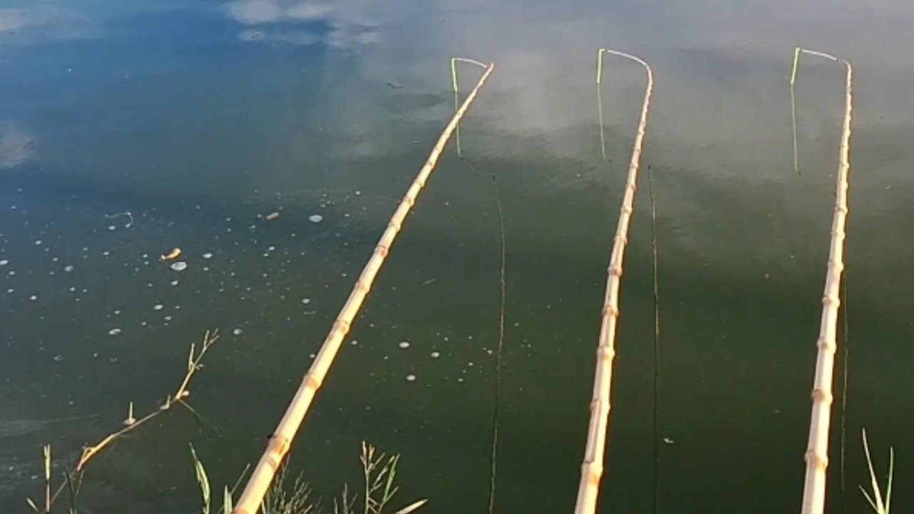 Não percam,Muita  tilapias na varinha de bambu.
