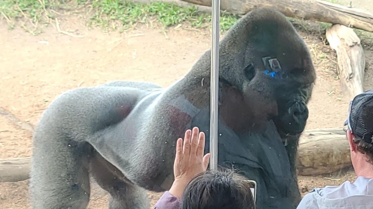 Huge Gorilla watches TV- Subscribe! PART 1  #insta360 #pauldonn #gorilla #sandiegozoo #sandiego