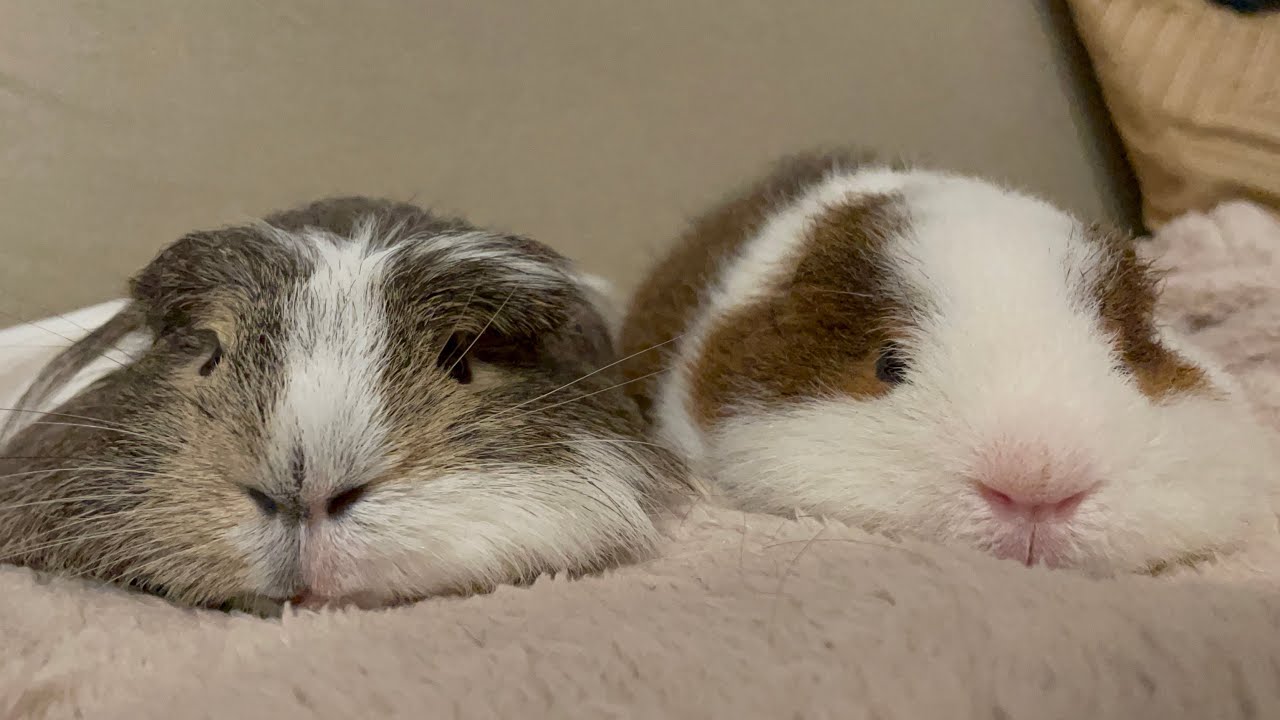 撫でを待つモルモットの圧力　Please pet me【Guinea pig】