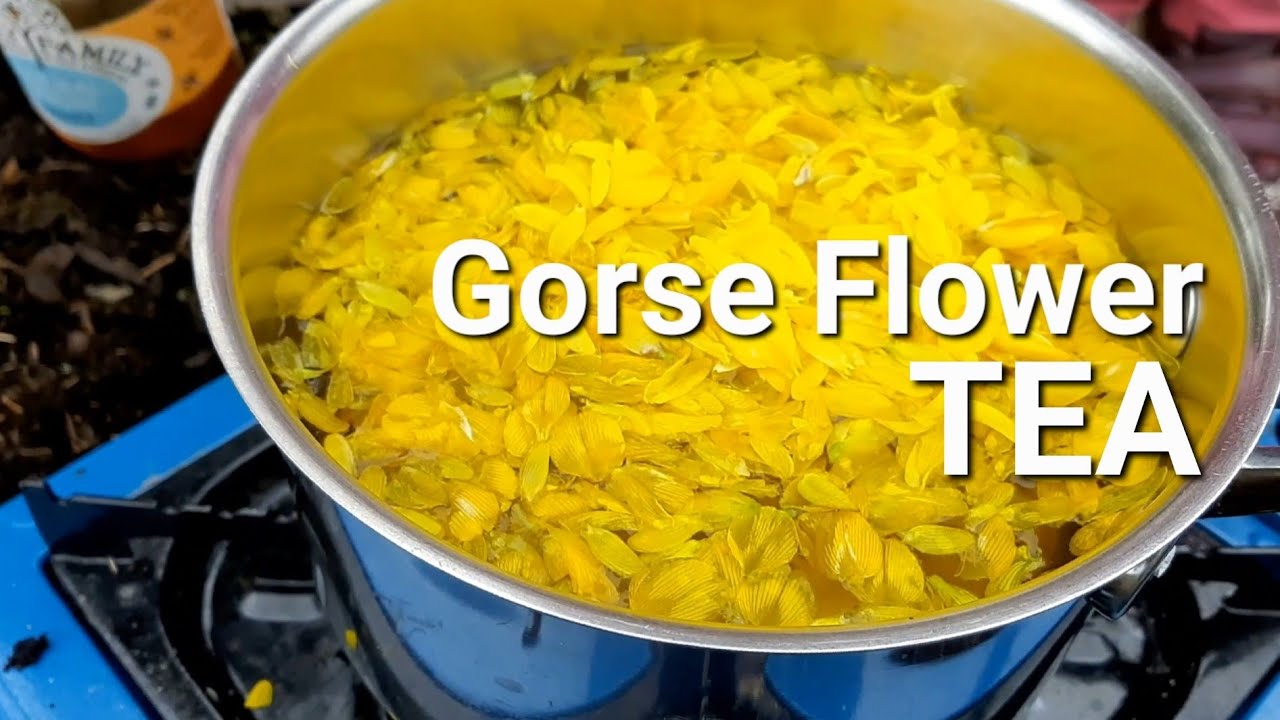 GORSE FLOWER TEA - Made out in the bog using a gas stove, Co. Kildare, Ireland