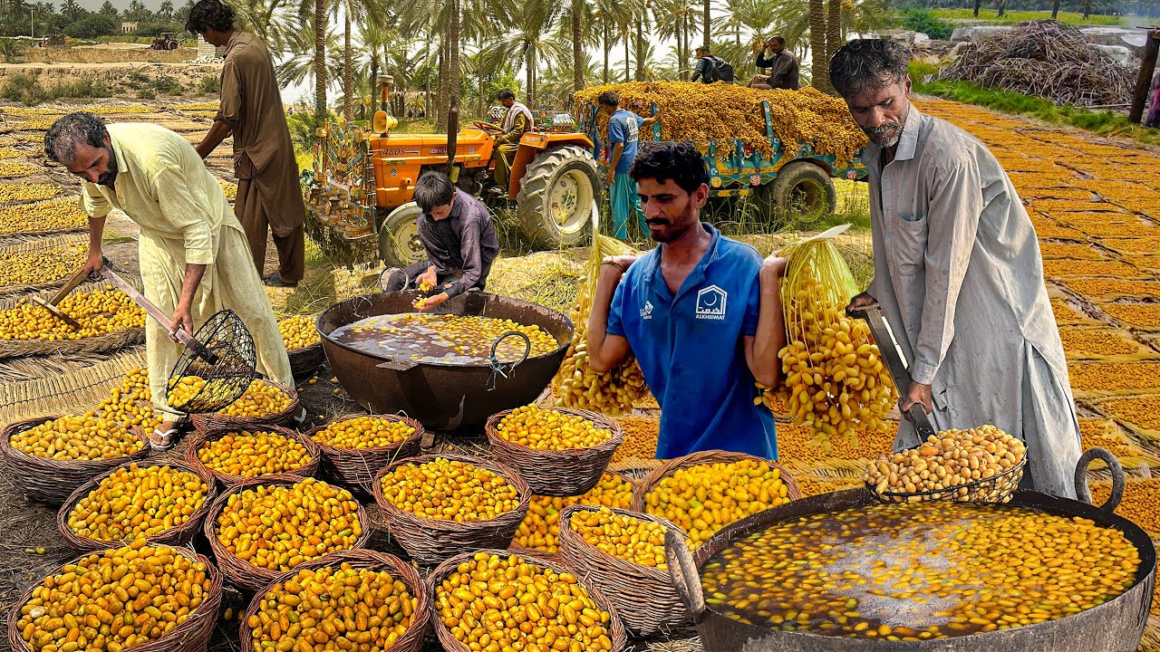 How Do They Harvest Millions of Dates KHAJOOR? Complete Process of Dates & Dry Dates | Dates Farming