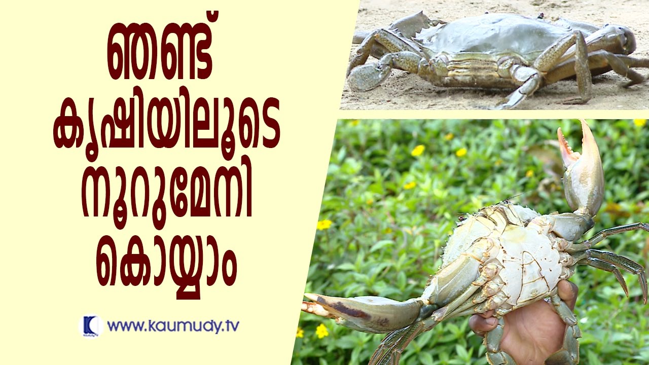 Huge profit in Crab farming | Haritham Sundaram | Kaumudy TV