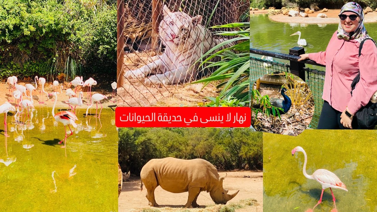 اجيو  تكتاشفو معايا حديقة الحيوانات فالرباط – نهار مليء بالمفاجآت