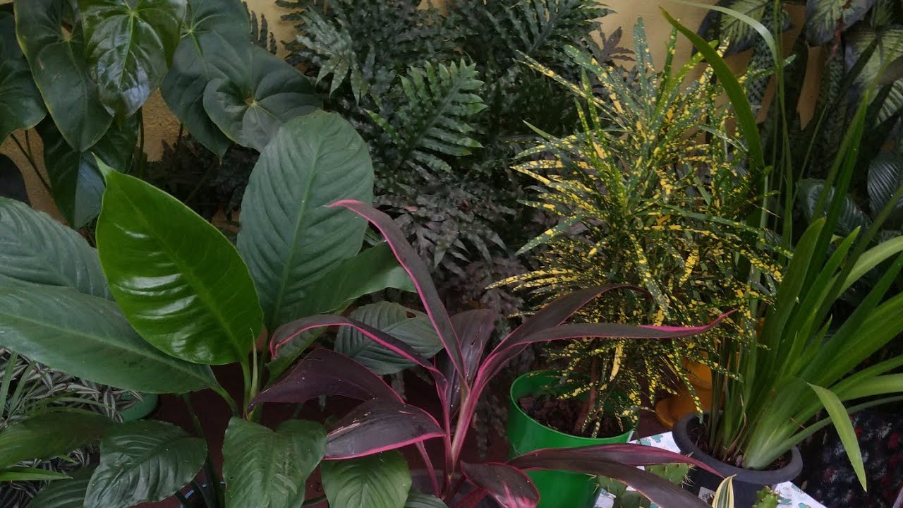 12 Plantas De Grande Porte Cultivadas Em Pequenos Vasos