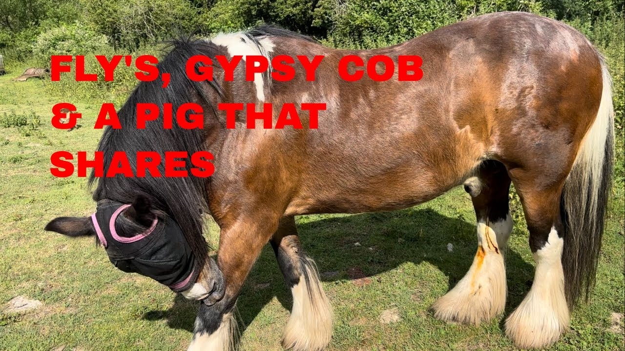 FLYS, GYPSY COB  & A PIG THAT SHARES🐴🐷
