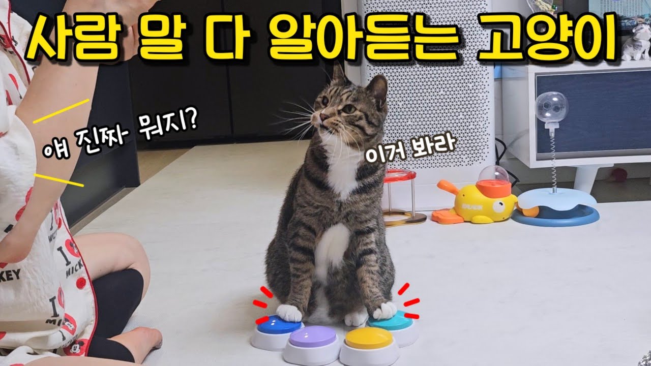 이렇게 보란 듯이..? 집사 표정 봐가면서 하는 행동 좀 보세요