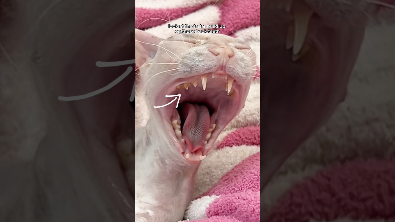 Leela Gets A Dental Cleaning 🦷 