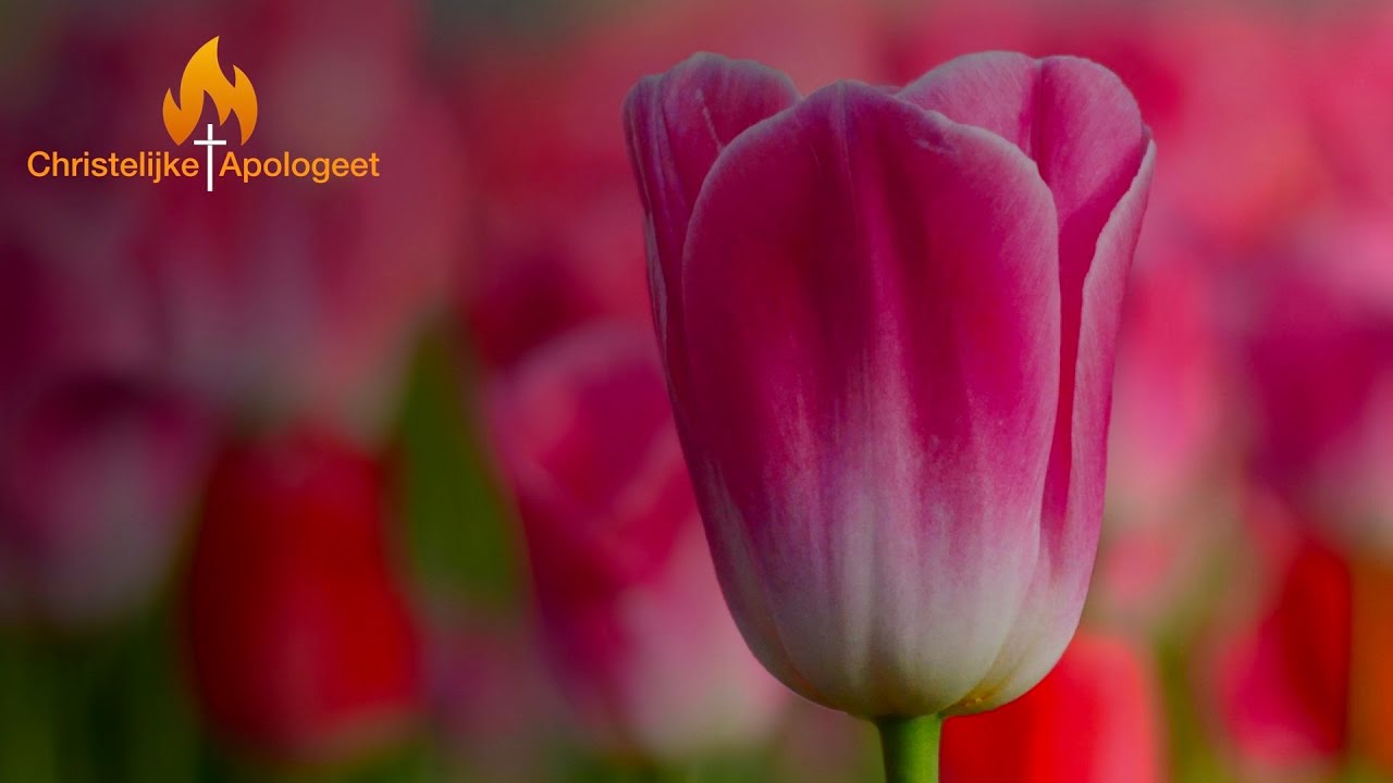 Calvinisme vs arminianisme - Waar hebben we het over?