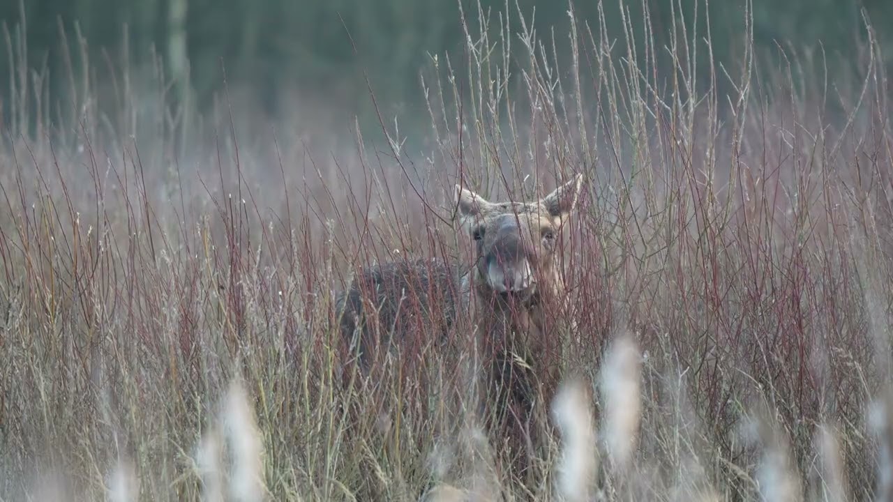 Moose in Lille Vildmose