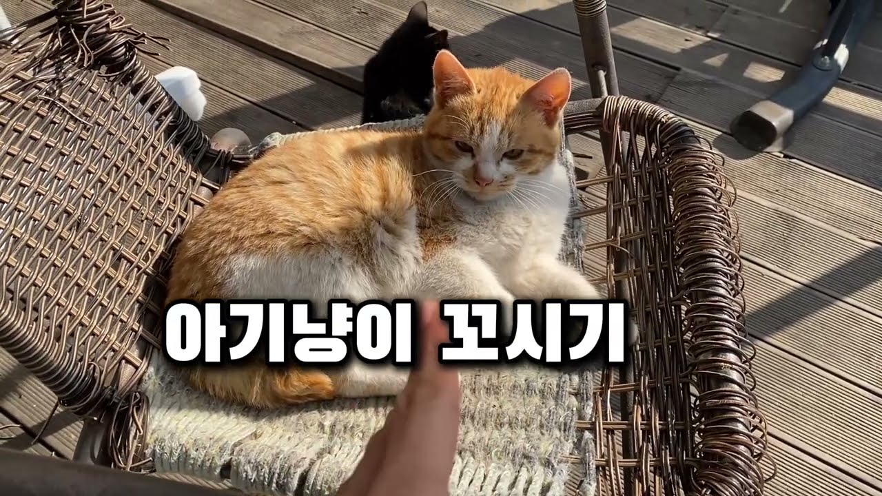 밥 줄 땐 천사, 손 뻗으면 하악질? 우리집 냥아치들과의 거리 좁히기 #길고양이 #아기고양이 #길냥이육아 #마당냥이 #코숏 #고양이친해지기 #랜선집사 #냥스테이 #철벽냥 #심쿵주의