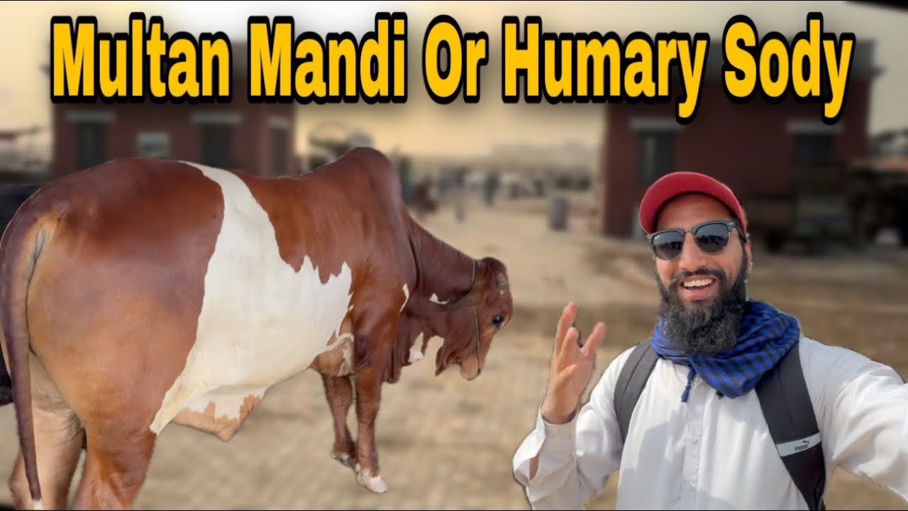 Multan Mandi Sy 2025 K Lye Kesa Maal Lya? | AR Maani