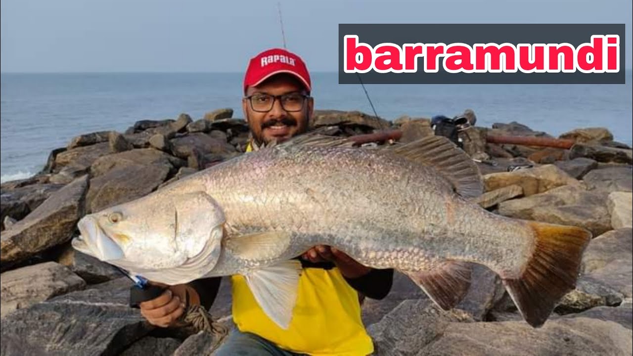 യാ മോനെ.. കാളാഞ്ചി🔥 || big barramundi on jig Lure || Kerala harbour fishing. (psycho angler)