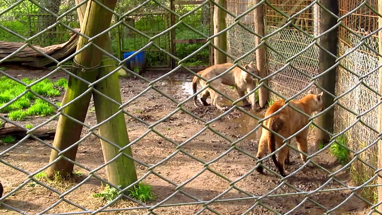 cougars fighting