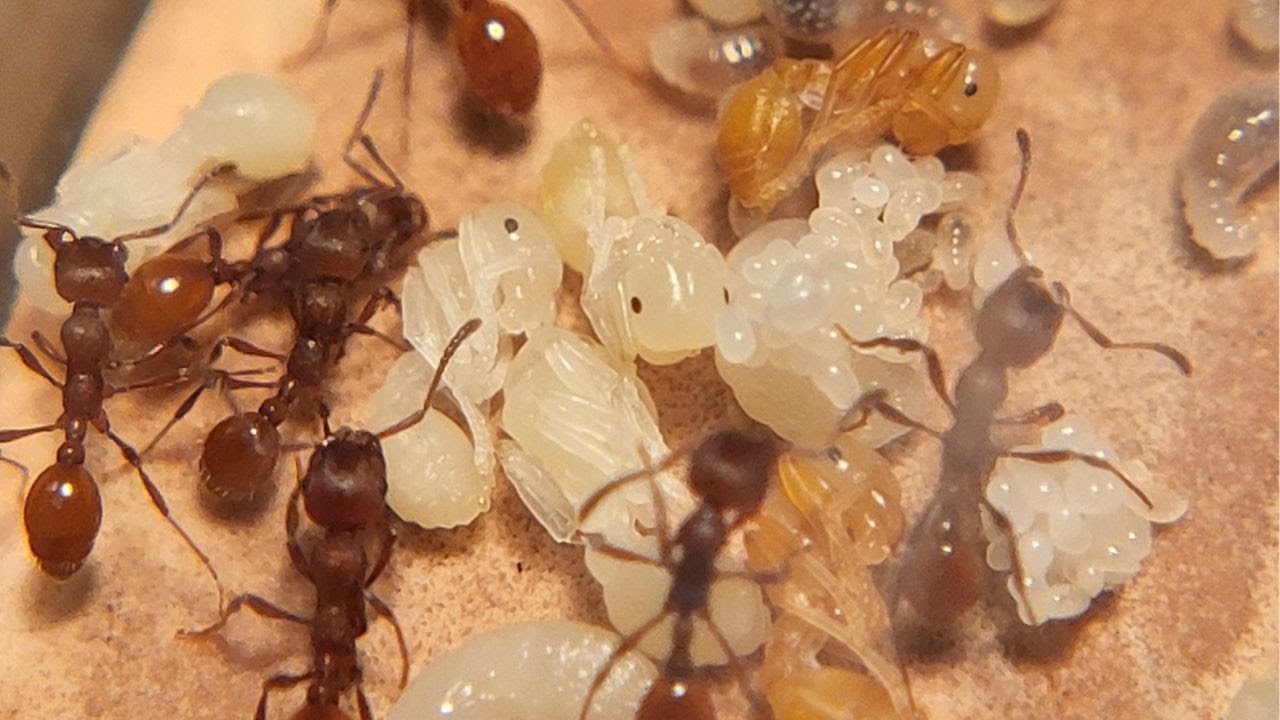 Fried's Ant Colony Tour 2024