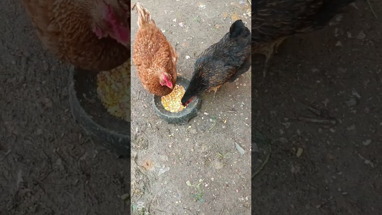 Tavuk kümesi tanıtımı Wilson lo siento 🐔🥚🐔🥚🐔