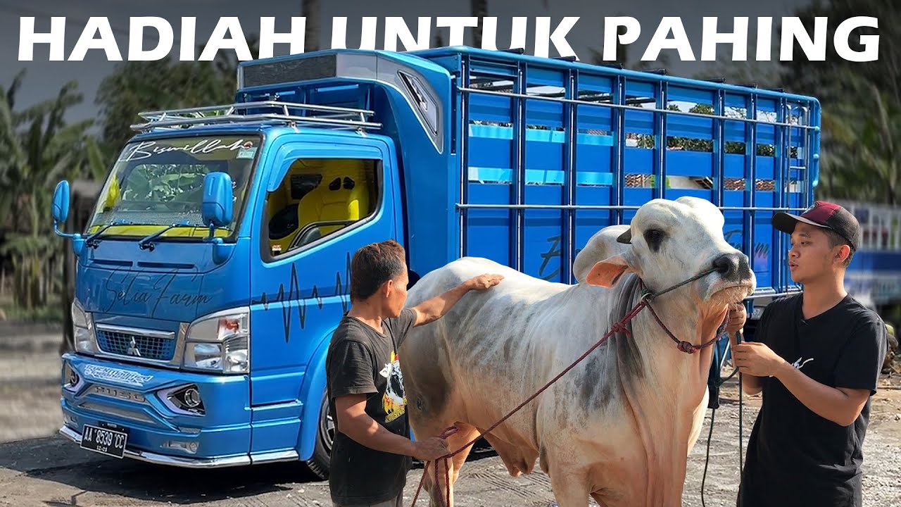 JANGAN IRI YA.. KADO SPESIAL UNTUK PAHING & SAPI JUMBO LAINNYA - Truk khusus sapi