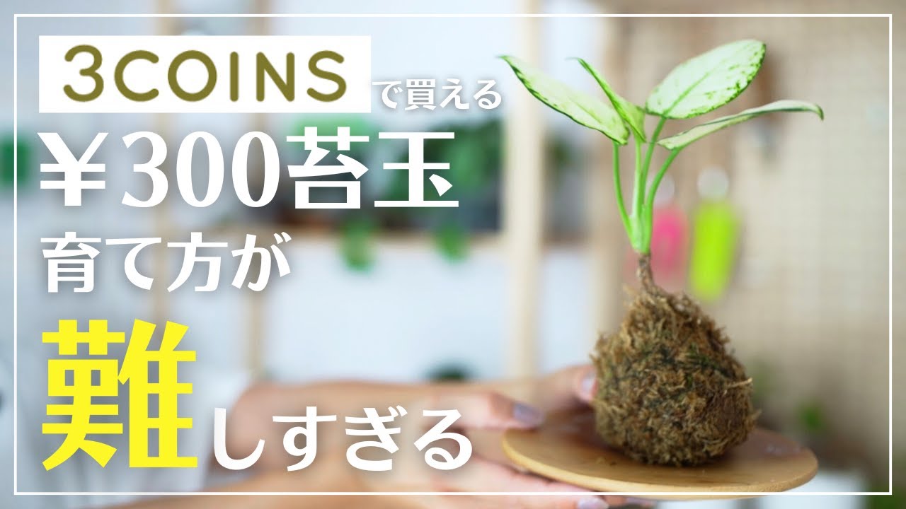 【無理かも知れない】スリコ300円苔玉は育てにくい？#観葉植物#植物