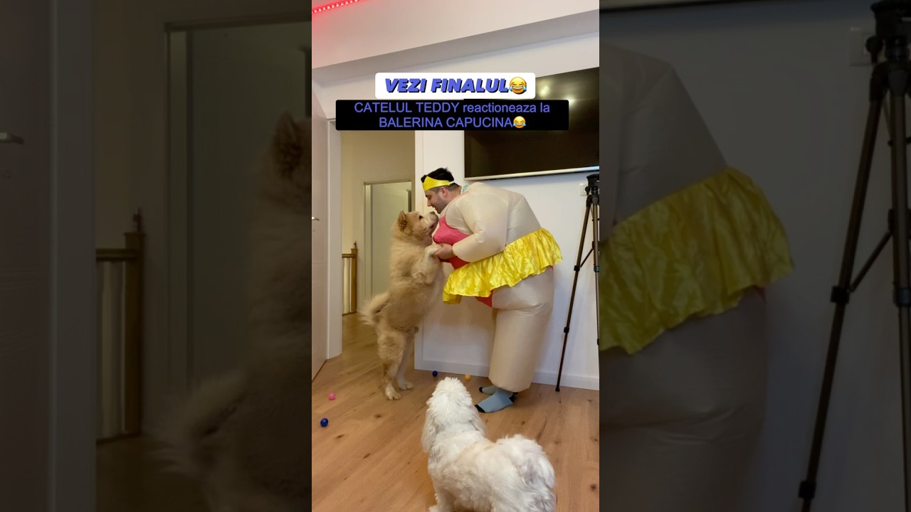 CATELUL TEDDY REACTIONEAZA LA BALERINA CAPUCINA😂 #shorts #romania