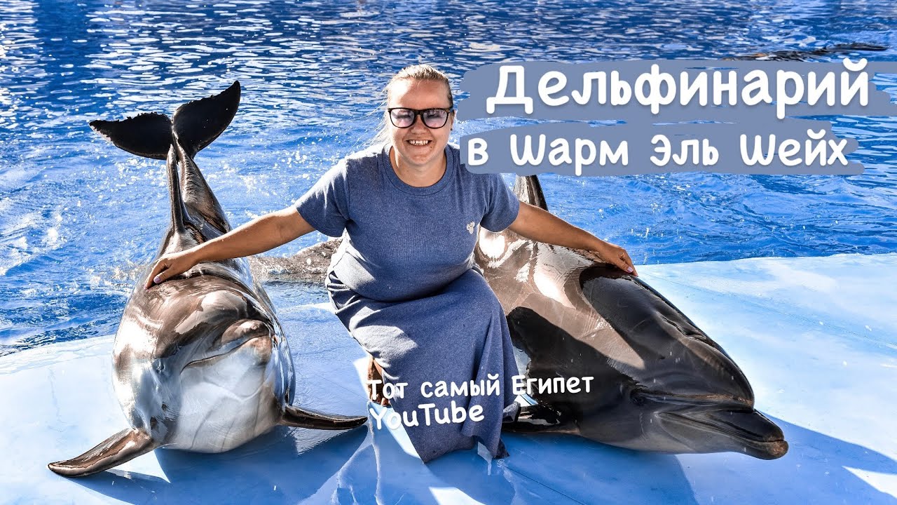 Дельфинарий в Шарм Эль Шейх. Сколько стоит шоу ? Экскурсии Шарм Эль Шейх