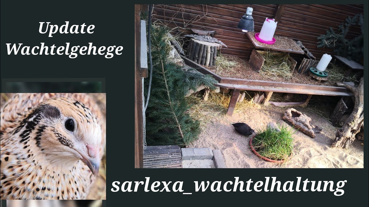 Mein Wachtelgehege im Winter ( update) #wachtelhaltung
