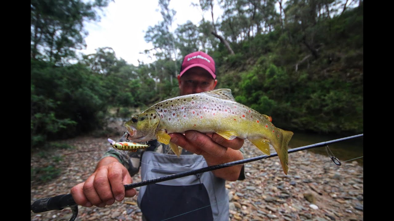 Luring Brown Trout in the Aberfeldy River