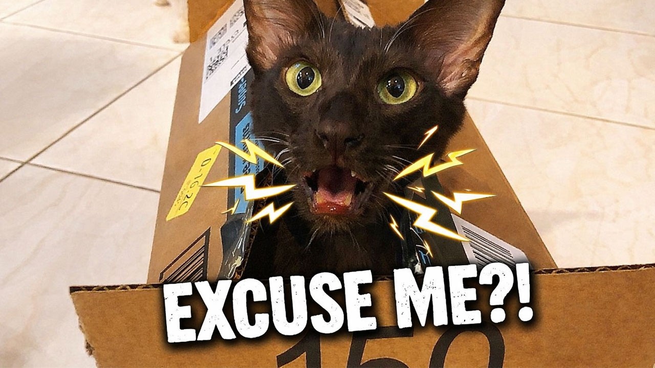 He Really Said “EXCUSE ME?!” 😳🐱