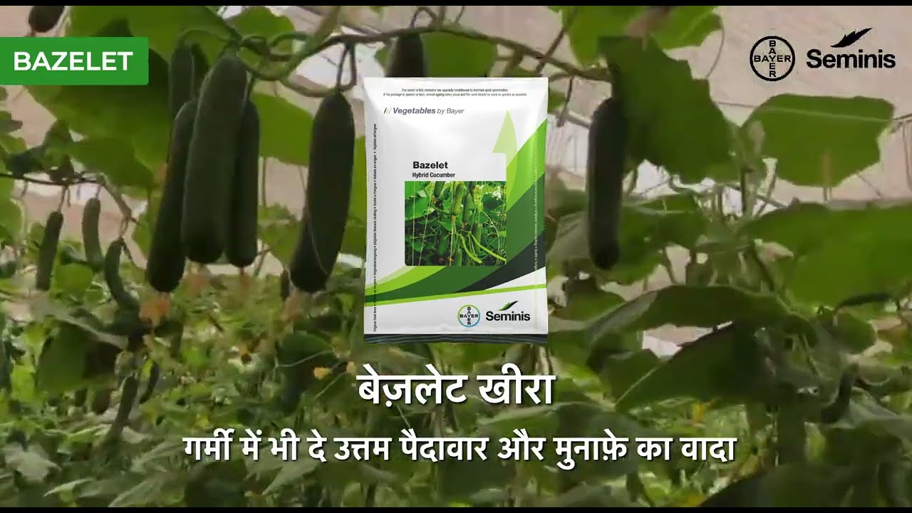 Bayer Seminis बायर सेमिनिस द्वारा सर्वश्रेष्ठ खीरा बीज - बेज़लेट