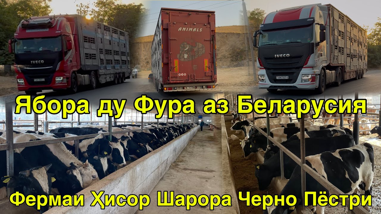 ДИНА АЗ БЕЛАРУС ПАРТИЯИ КАЛОН 981051630 БУҚАҲОИ ЧЕРНО ПЁСТРИ ГАЛШТЕН БУҚАЧАҲО 2 октября 2025 г.