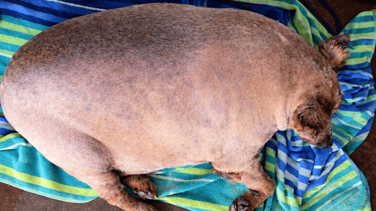 This Dog Was Too Heavy to Stand — Until Someone Stayed
