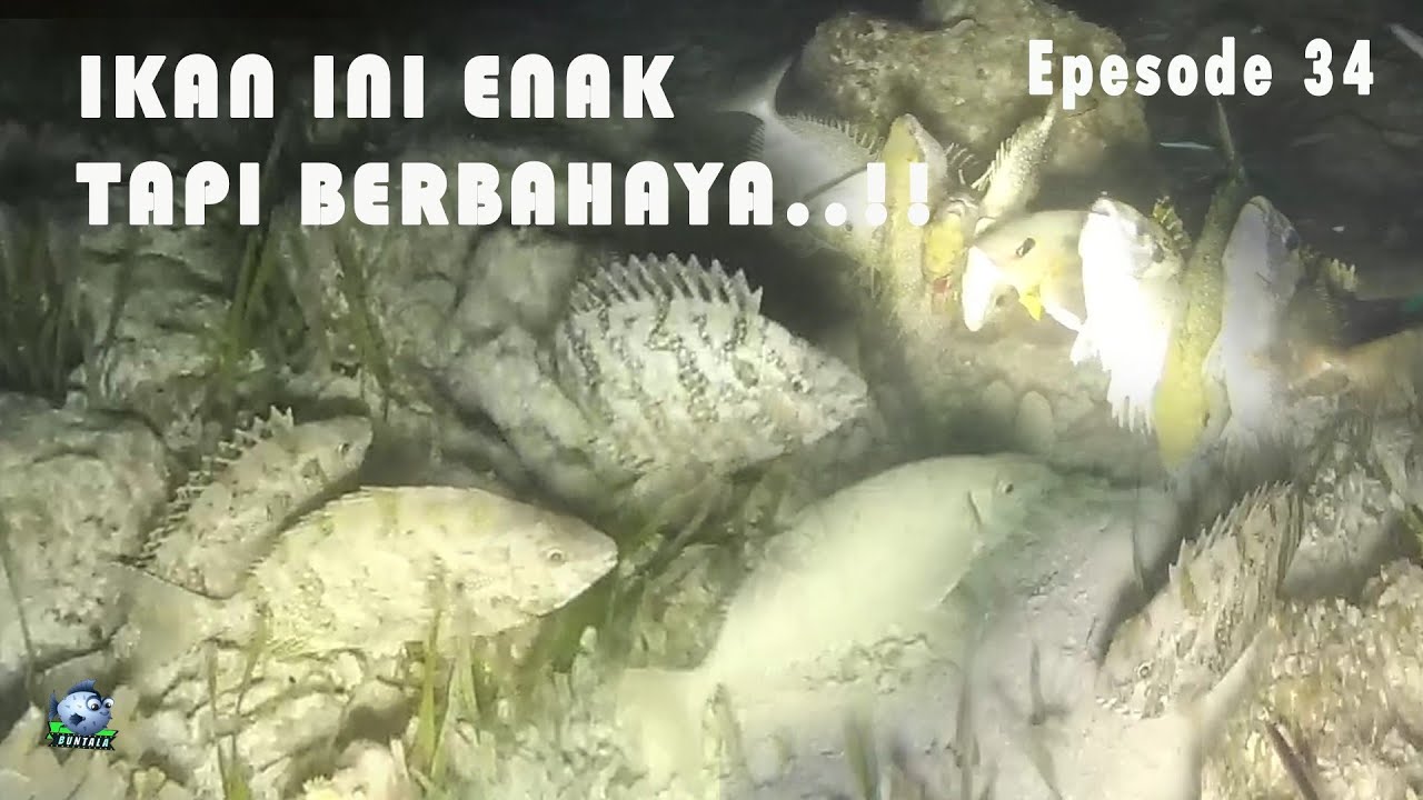 Night Spearfishing Episode 34 || Berburu Ikan Baronang