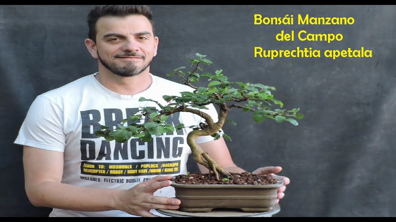 Bonsái Manzano del Campo( Ruprechtia apetala ) El Manzano que no da Manzanas