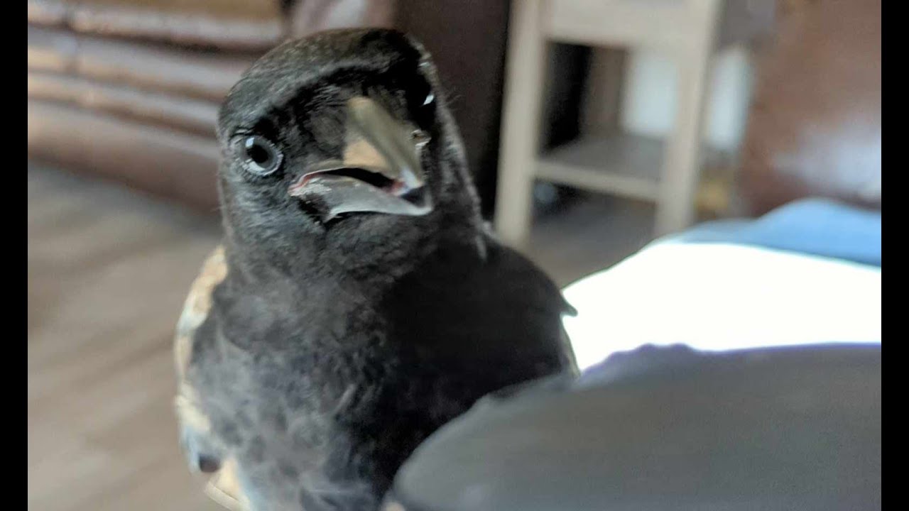 Baby Crow Helping Me Type YouTube Descriptions.. Not Really 😁