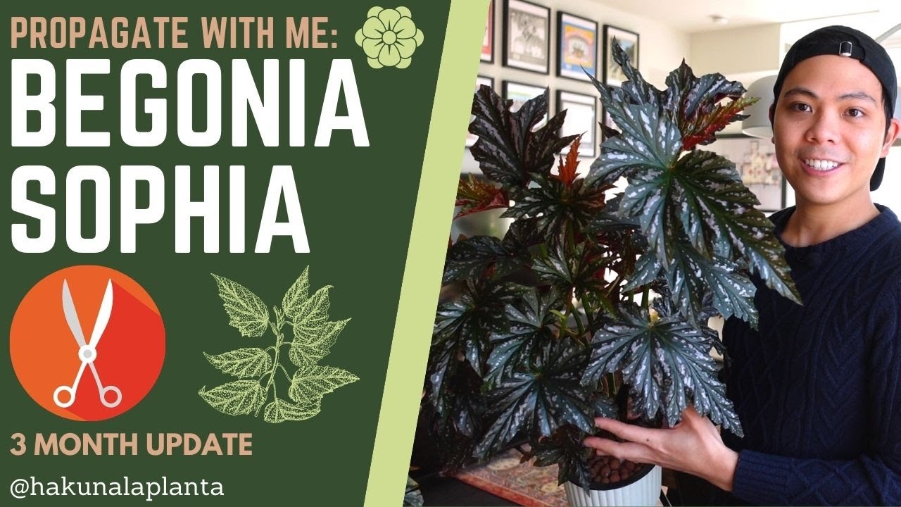 Propagating my Begonia Sophia (Sophie Cecile) 3 MONTH UPDATE - Propagate with Me 💚 (Water to LECA)