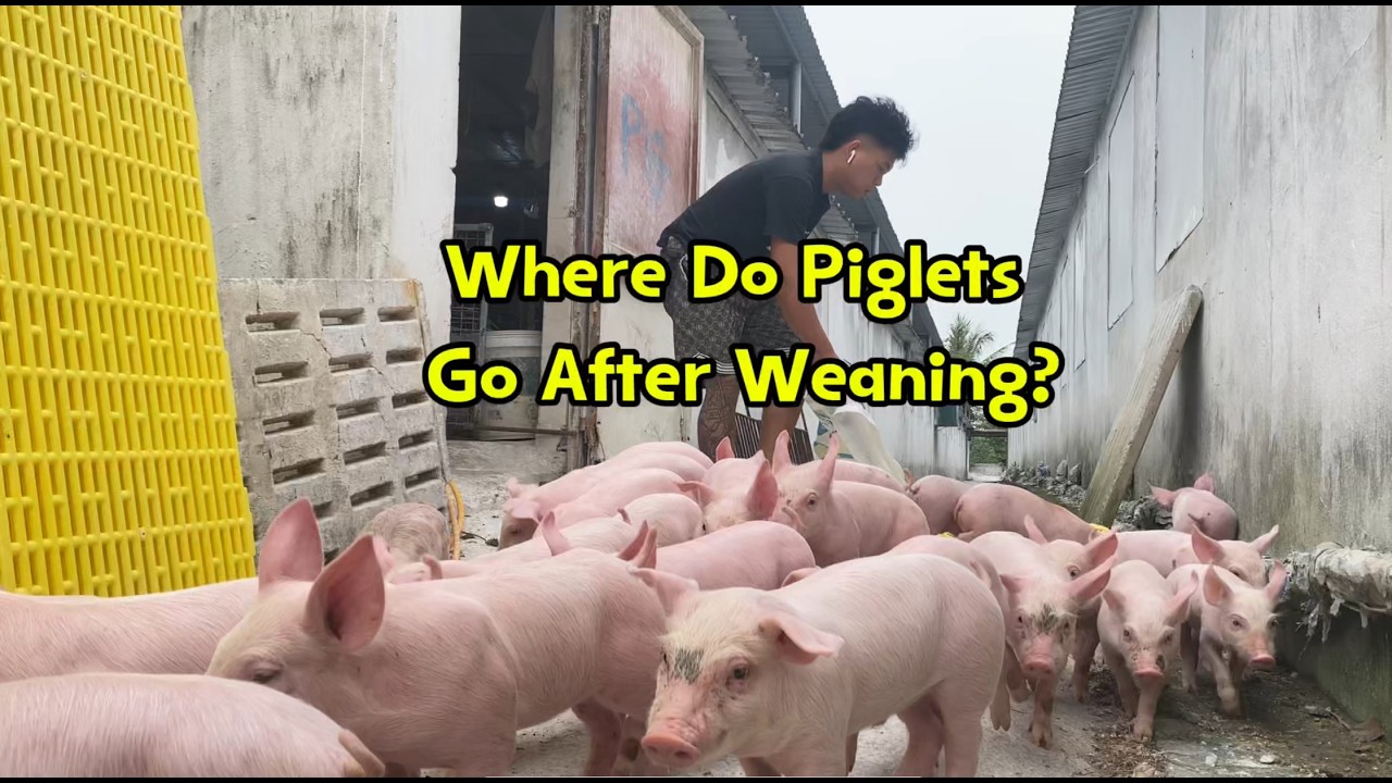 Where Do Piglets Go After Weaning?