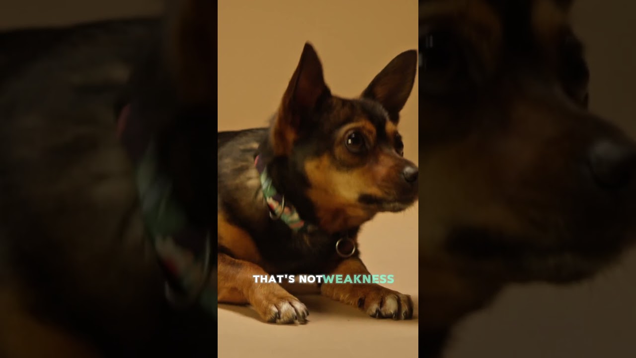 Dogs vs. cats: what they really do when you leave  