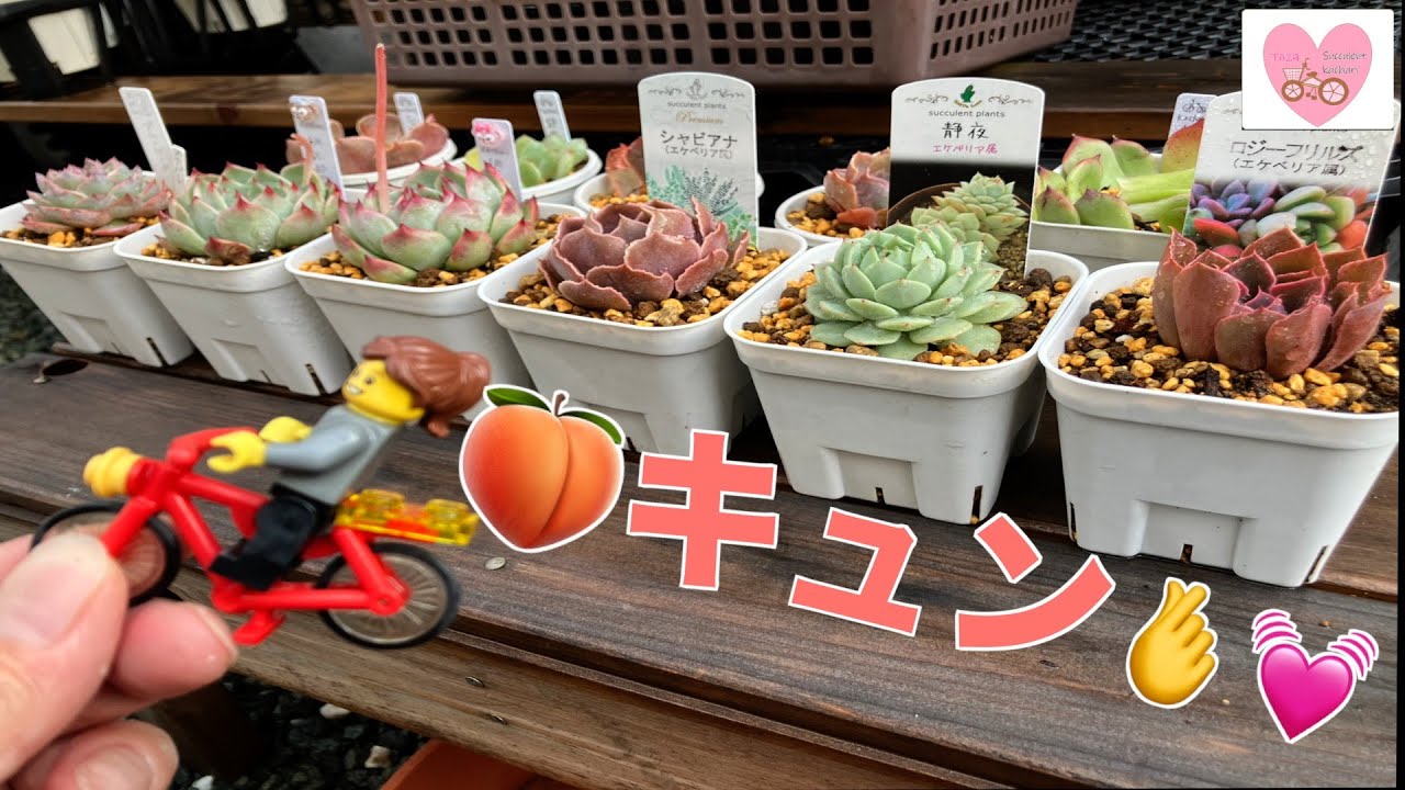 【多肉植物・ホム桃活】🍑桃太郎 キュン🚴