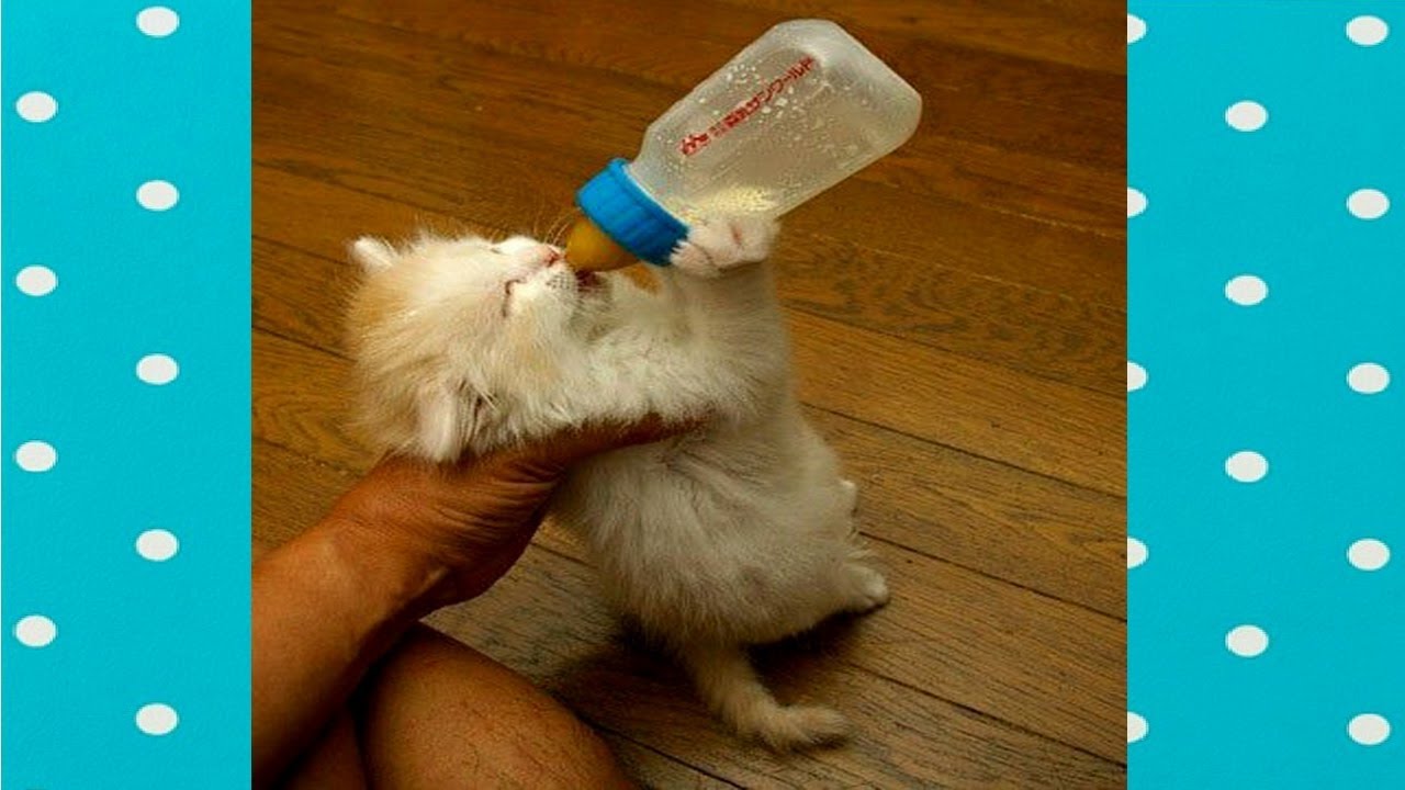 Cute Babies Kitten Drink Milk Compilation|| Funny Everyday Compilation