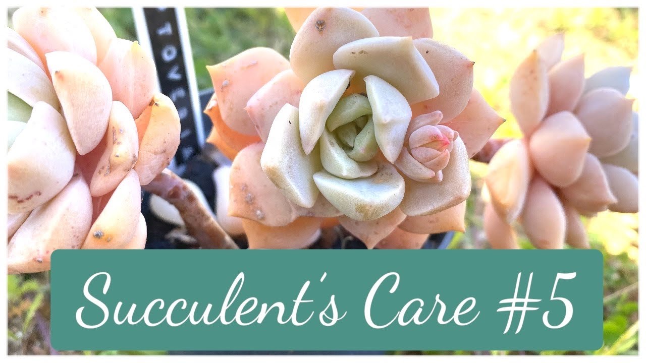 🌵#succulentscare #5 | CRASSULA, SEDEVERIA, GRAPTOVERIA | Prendre soins de ses Plantes Succulentes
