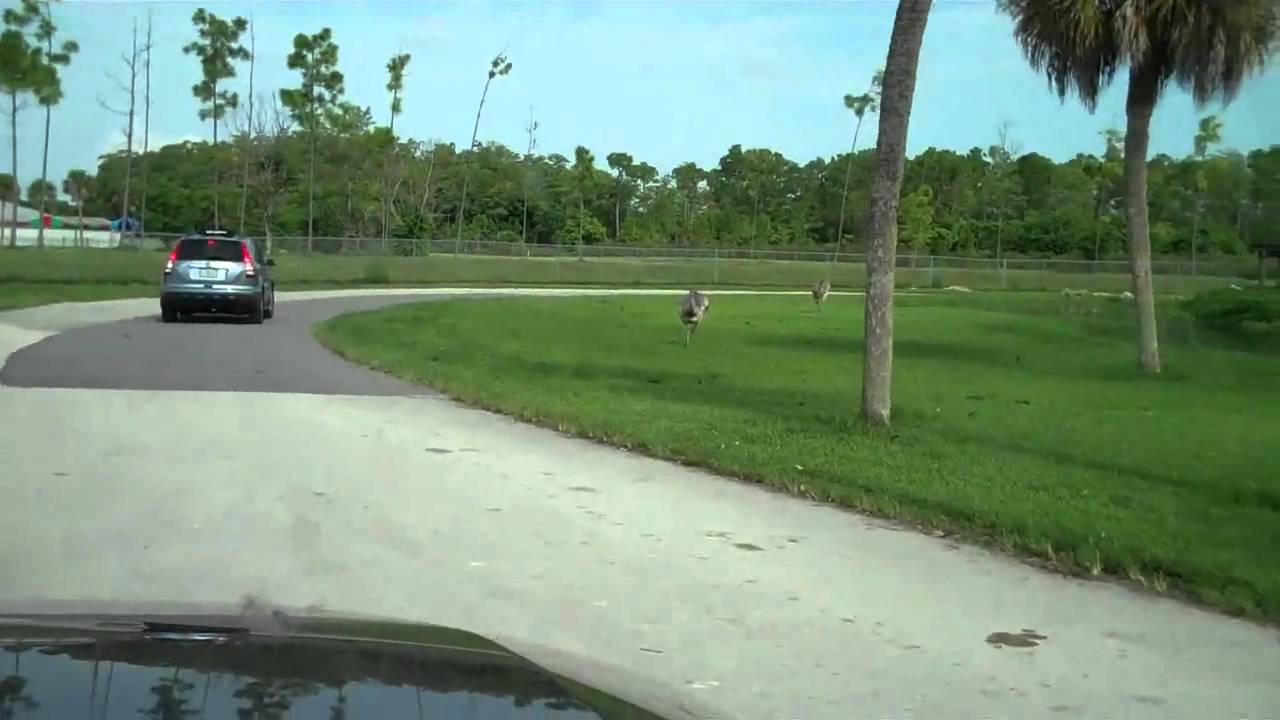 Lion Country Safari Preserve Tour 2010 - Explore the Wild Heart of Nature Part 1