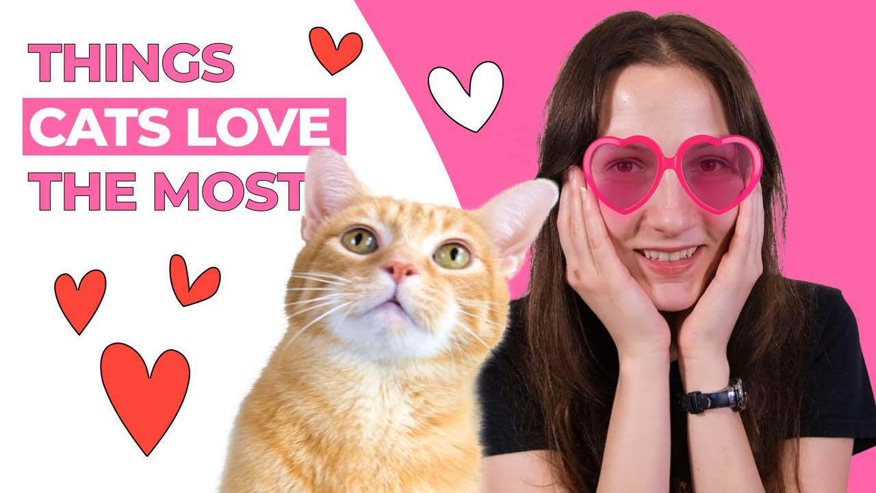 The 10 Things Cats Love Most