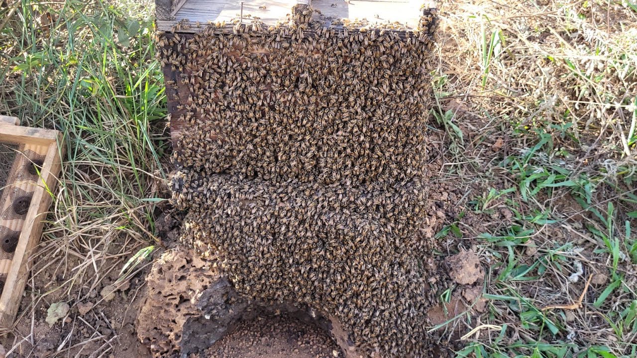 CAPTURA de abelha APIS / Esse Resgate me SURPREENDEU 🐝