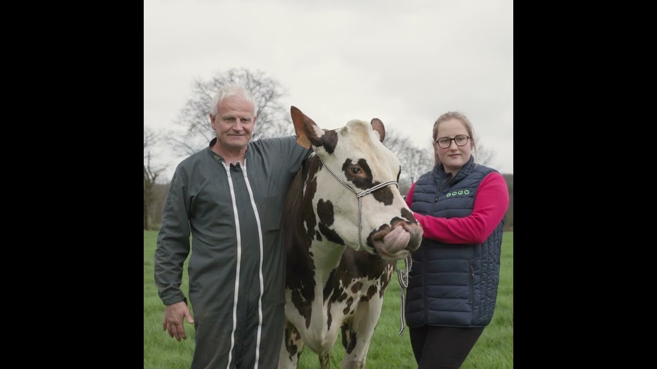 La vache Oreillette, star normande du Salon de l'Agriculture
