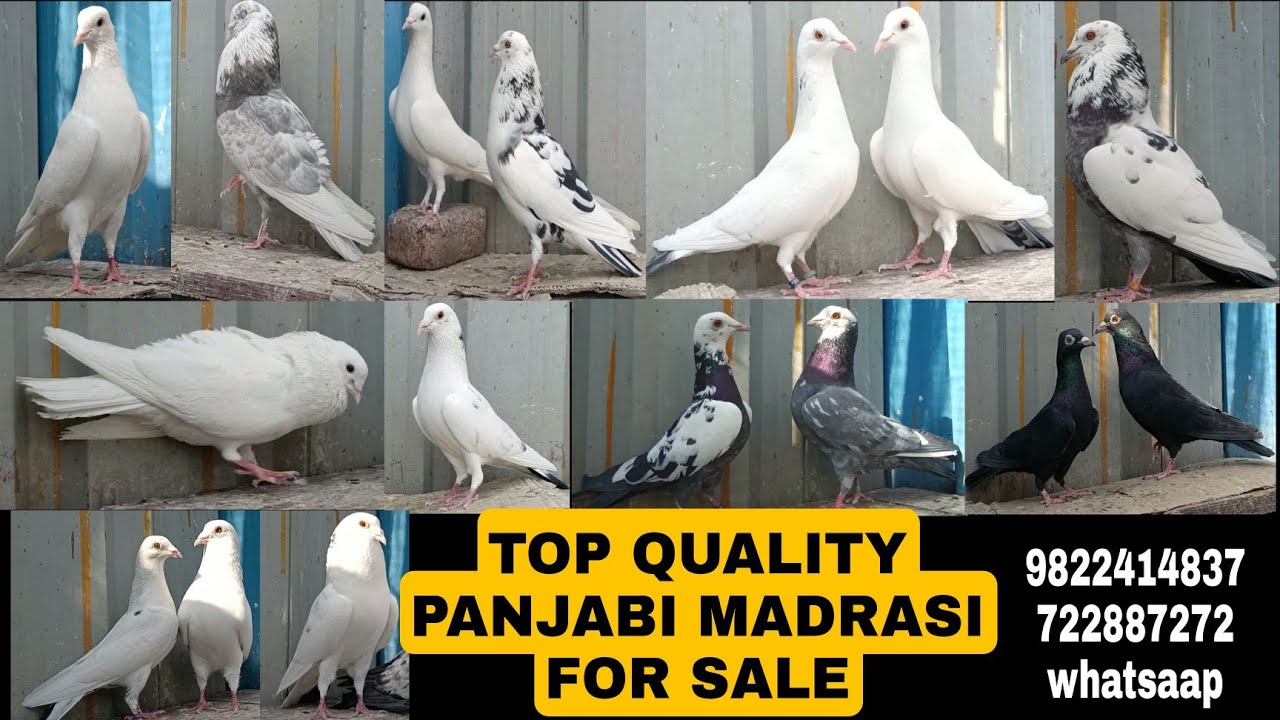 TOP QUALITY PANJABI MADSRASI(coimbatore)PIGEON FOR SALE-CALL 9822414837 WHATSAAP-7222887272MAHARASTR