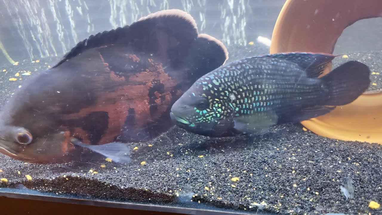Crazy oscar and jack Dempsey behavior..New fish added!