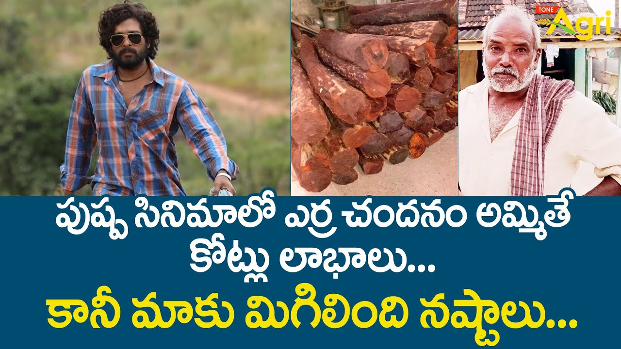 Red Sandalwood Farming | పుష్ప సినిమాలో ఎర్ర చందనం అమ్మితే కోట్లు లాభాలు..! కానీ మాకు.. Tone Agri
