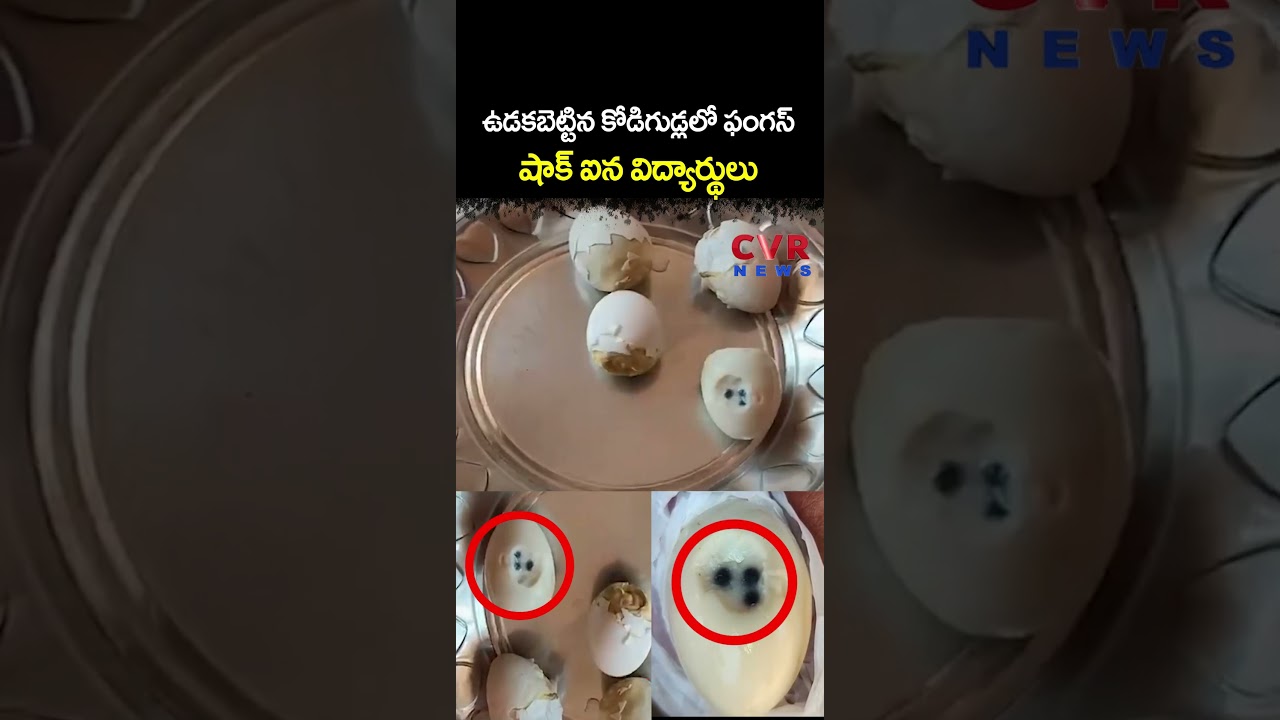 ఉడకబెట్టిన కోడిగుడ్లలో 'ఫంగస్' షాక్ ఐన విద్యార్థులు | Viral Video | CVR NEWS