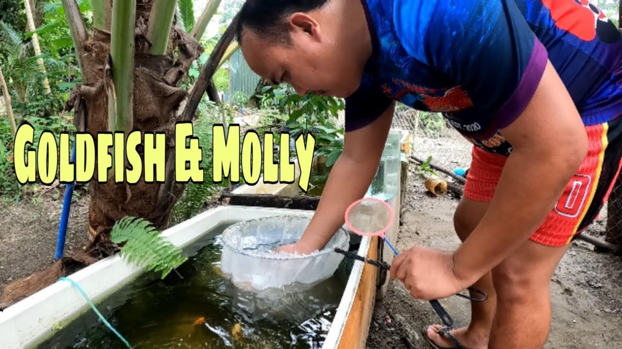 EP267. GOLDFISH AND MOLLY HOBBYIST OF DAVAO ORIENTAL | SANDIWA JEOFF