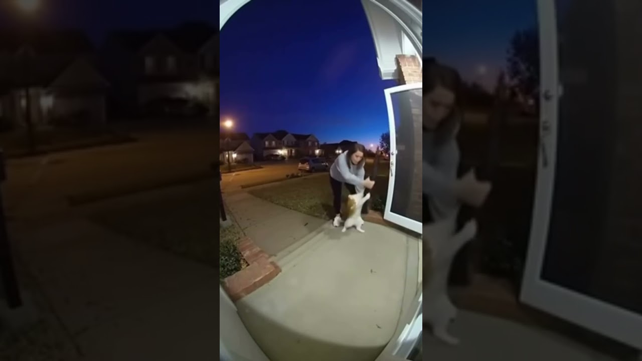 Wild Cat Shocks Owner #cat #crazycat #catshorts