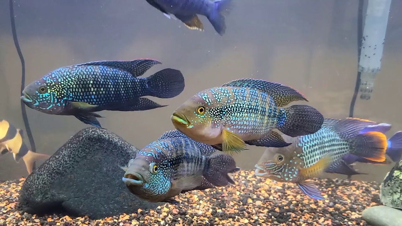 Jack dempsey cichlid group